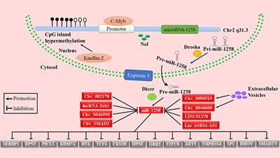 Research progress on microRNA-1258 in the development of human cancer